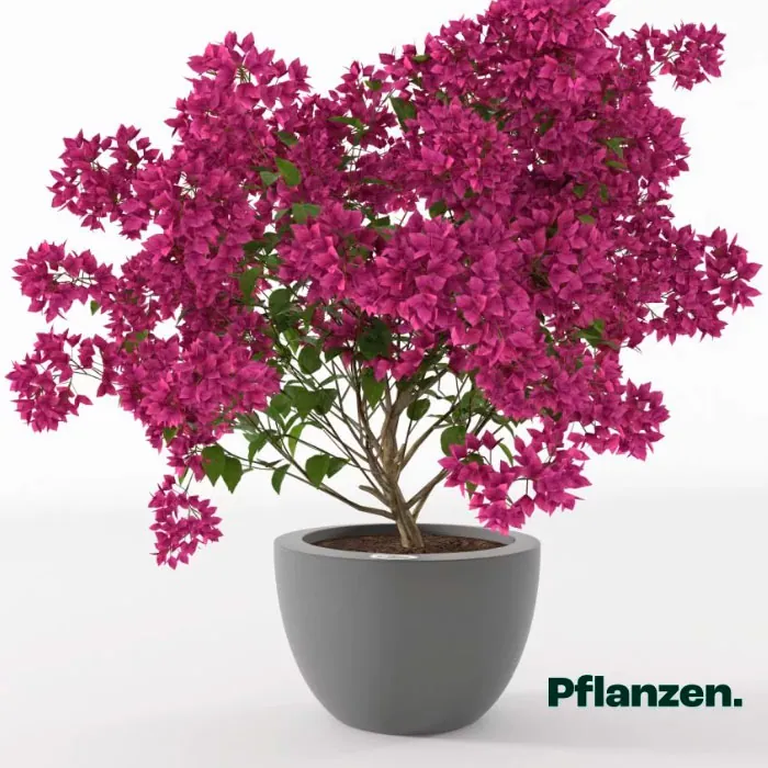 Pflanz- und Pflegeanleitung für heller podd, dem selbstbewässernden Pflanzkübel mit Wasserreservoir - Pflanzen