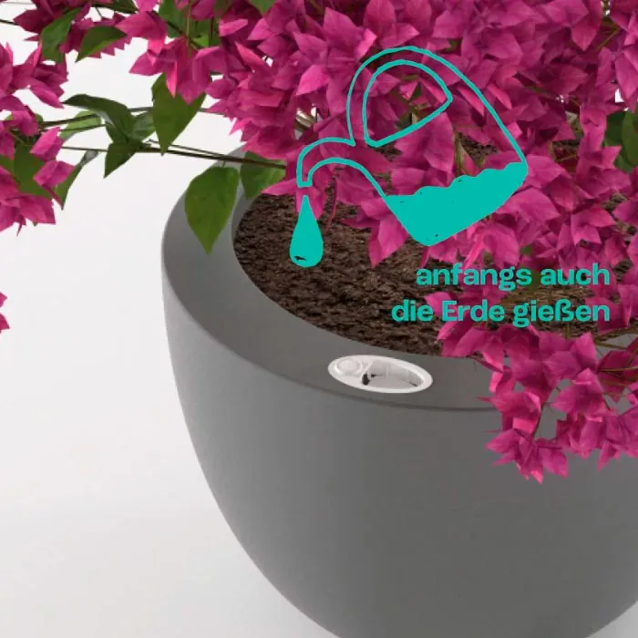 Pflanz- und Pflegeanleitung für heller podd, dem selbstbewässernden Pflanzkübel mit Wasserreservoir - Gießen in der Anfangsphase